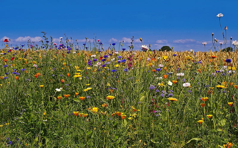 Wild Flowers in Denmark, flowers, Denmark, Fyn island, meadow, nature, HD wallpaper