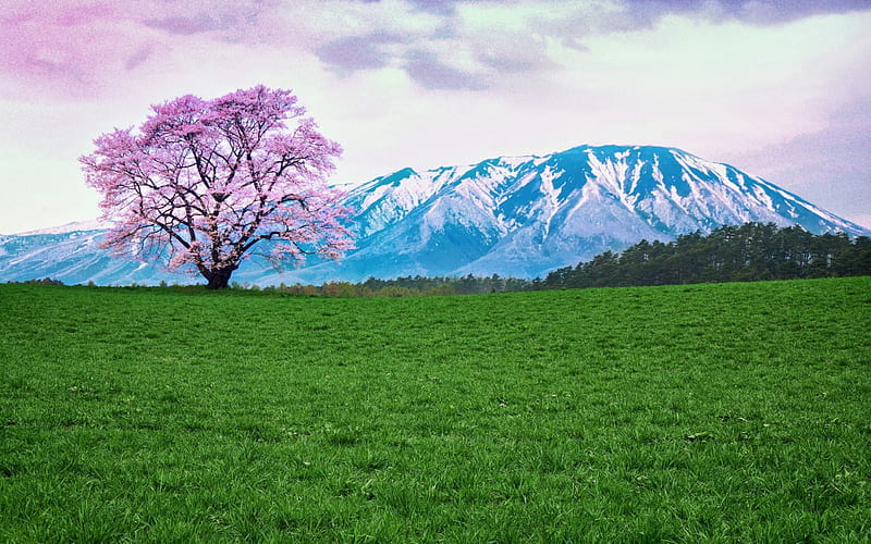Nhật Bản trong mùa xuân là tuyệt vời với những đồi núi xanh, cỏ mùa xuân và nhất là hoa anh đào tuyệt đẹp. Bức ảnh này còn thể hiện nét đẹp của thiên nhiên núi rừng của quốc gia, với những con đường xanh ngắt và những ngọn núi thanh bình.