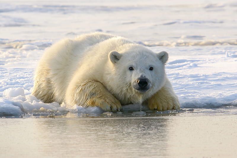 Bears, Polar Bear, Wildlife, predator (Animal), HD wallpaper