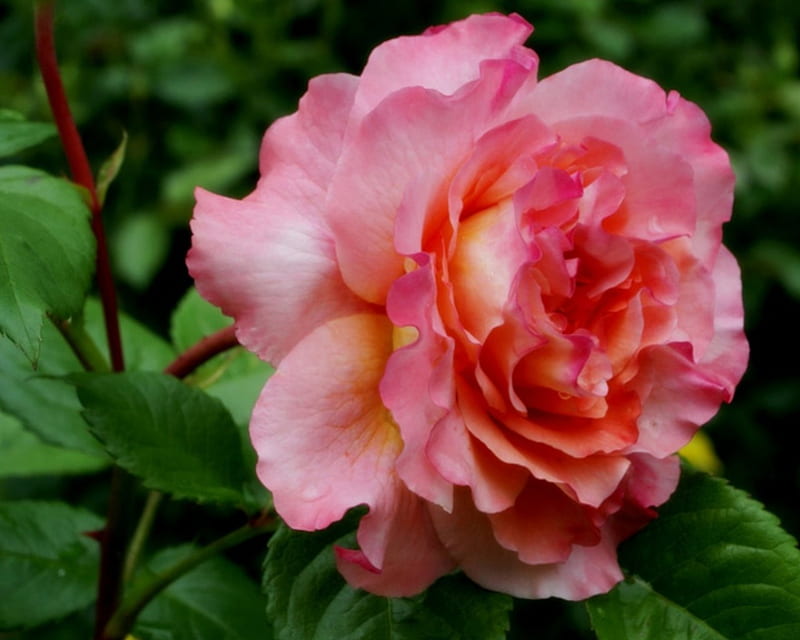 Lovely Rose, flowers, nature, rose, bloom, HD wallpaper | Peakpx