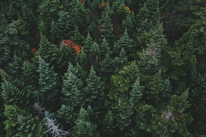 / a drone shot of the treetops in a coniferous forest, evergreen treetops from above, HD wallpaper