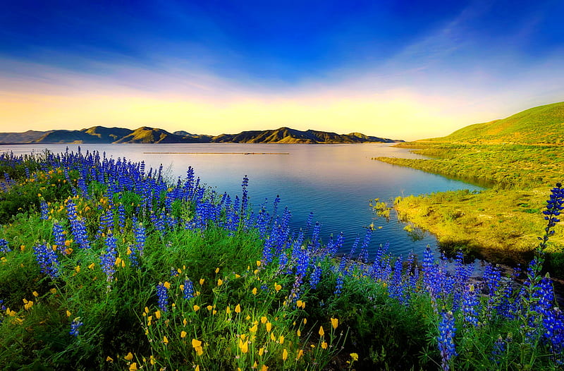 Texas bluebonnets, Texas, bluebonnets, wildflowers, flwoers, river, bonito, sky, lake, HD wallpaper