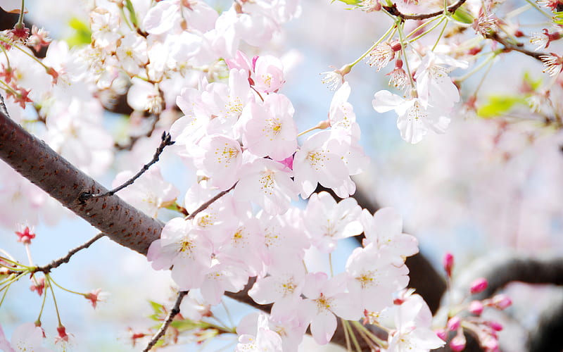 Flor de cerezo, jardín de primavera, corea del sur, primavera, flores  rosadas, Fondo de pantalla HD | Peakpx