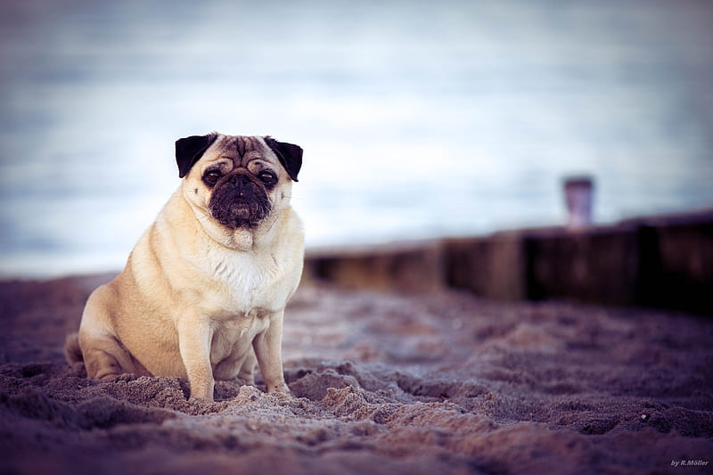 pug, dog, pet, beach, HD wallpaper