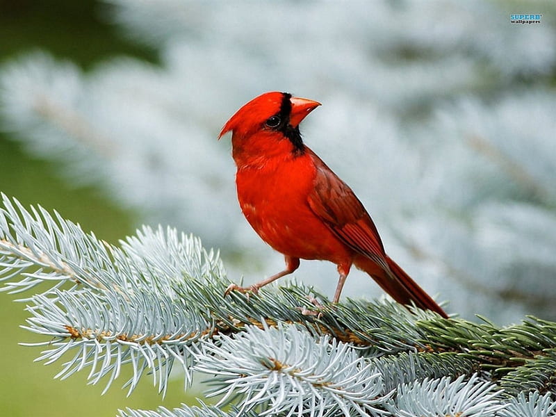 Beautiful Cardinal, red, bird, branch, animal, cardinal, HD wallpaper