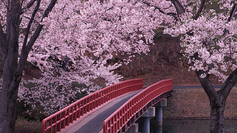 Bridge in Japan, sakura, japan, lovely, bridge, flowering trees, pink, HD wallpaper