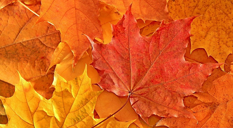 Oak leaves, leaf, red, colorful, fall, autumn, orange, seasons, abstract, foliage, graphy, leaves close-up, nature, HD wallpaper