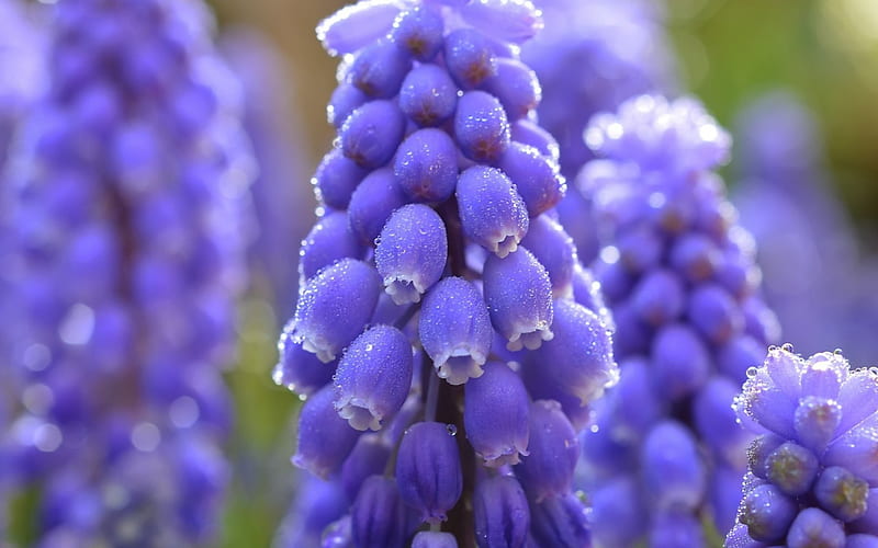Blue Grapes Hyacinths, dew, flowers, beads, blue, HD wallpaper