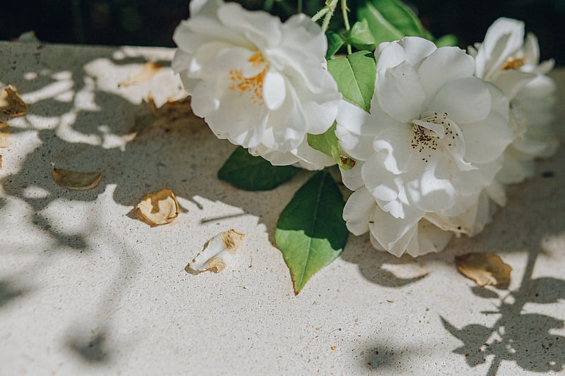 White Flowers on White Sand, HD wallpaper