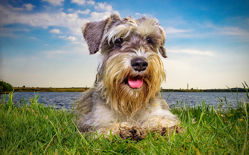 Schnauzer, lawn, close-up, cute animals, pets, gray dog, Schnauzer Dog, HD wallpaper