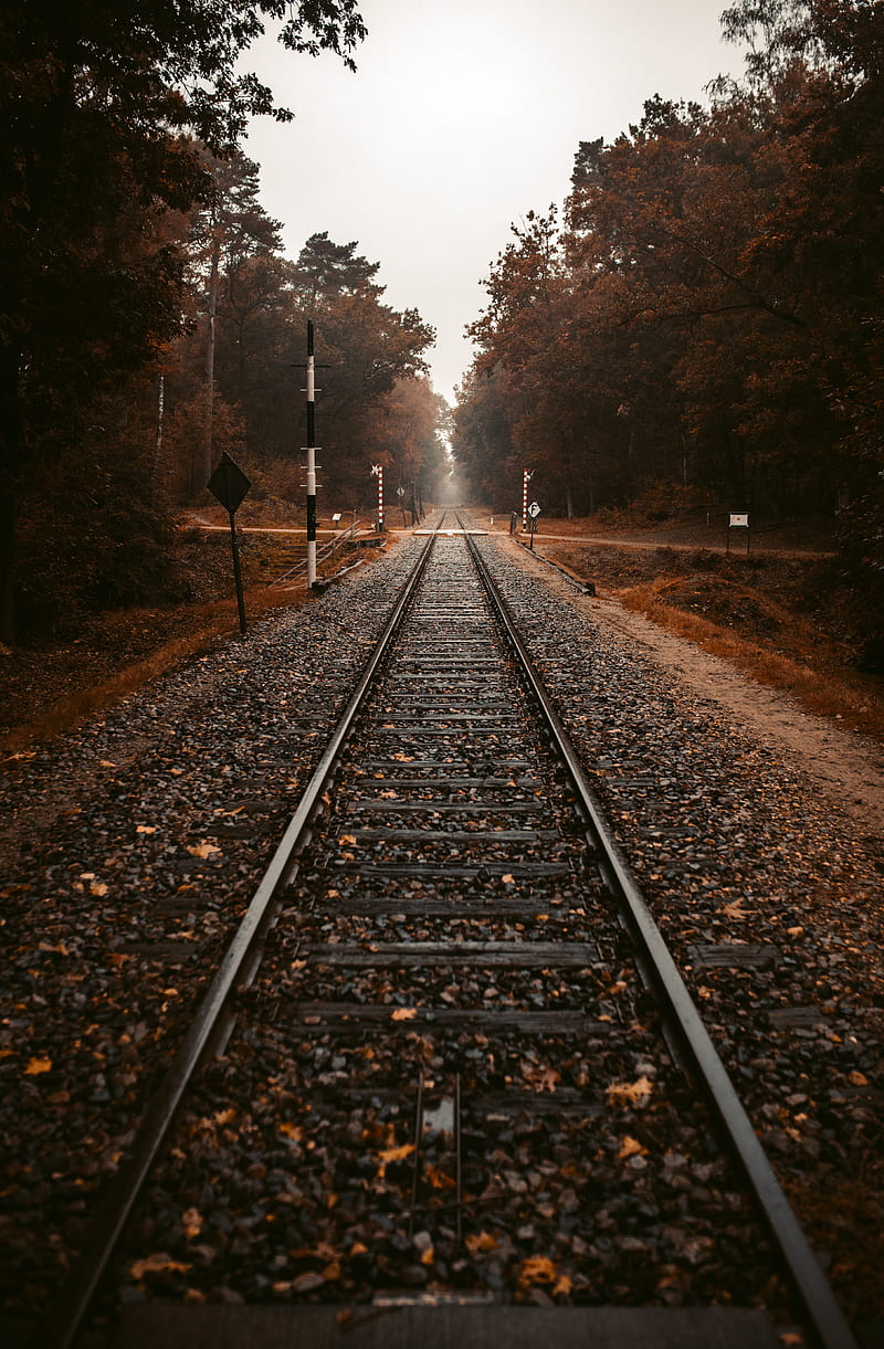 railroad, rails, autumn, trees, HD phone wallpaper