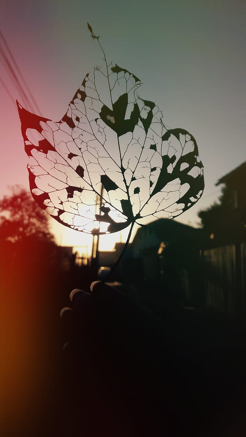 Leaf at sunset 2, afternoon, autumn, nature, nice, sun, HD phone wallpaper
