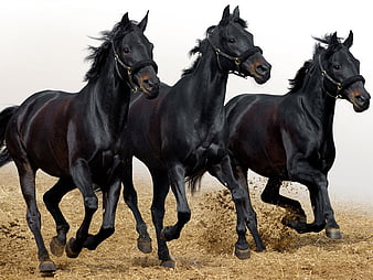 Gorgeous portrait of black horse 2K wallpaper download
