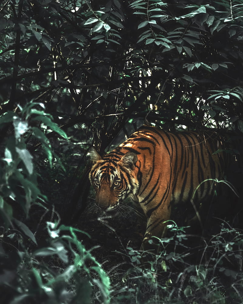 tiger, animal, predator, big cat, bushes, wildlife, HD phone wallpaper