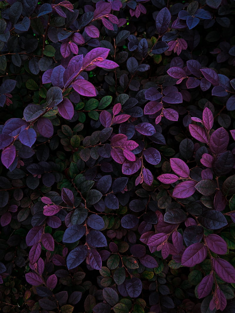 leaves, veins, bushes, branches, HD phone wallpaper
