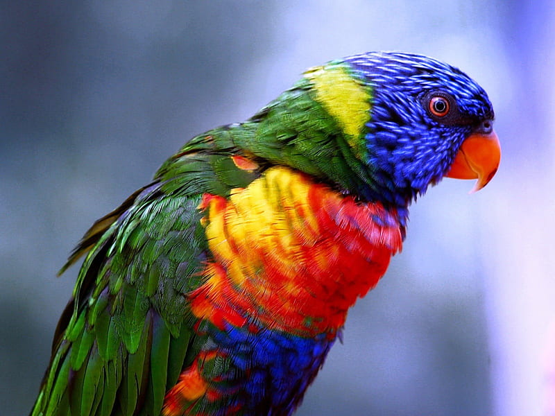 Colorful Lori, colorful, nice, great, bird, HD wallpaper