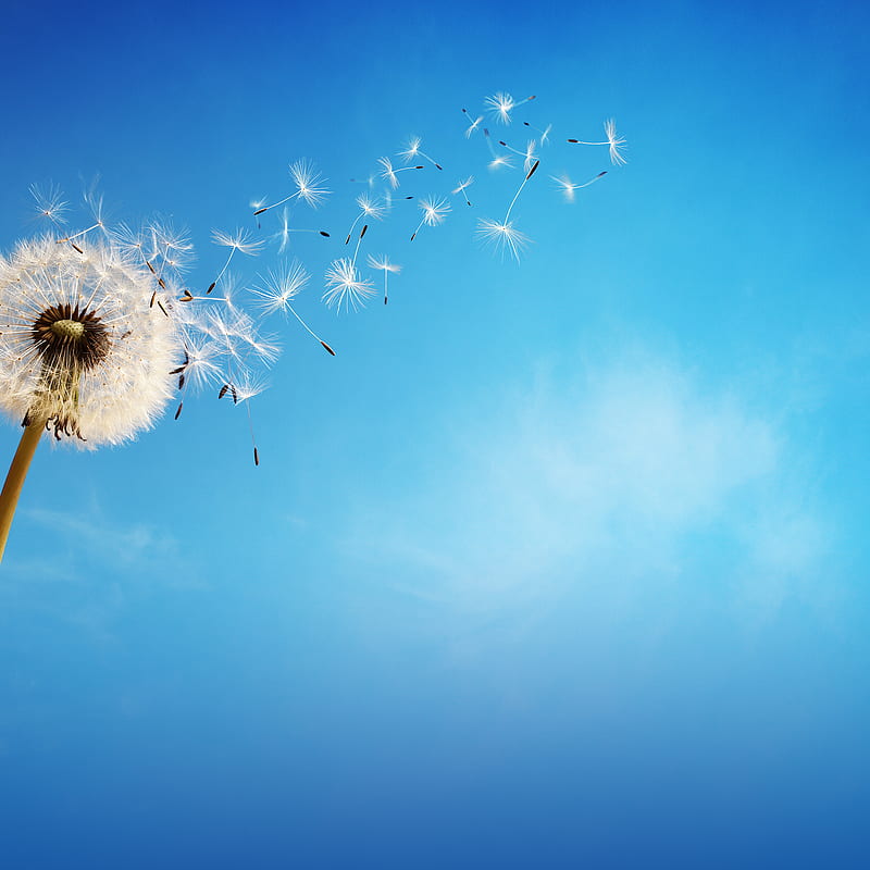 Dandelion wishes, blue, dandelion, seeds, spring, white, wind, wish, wishes, HD phone wallpaper