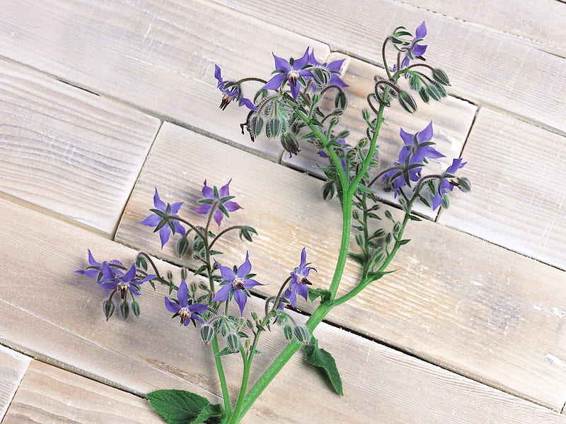 blue borage flowers - herbs, HD wallpaper