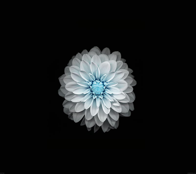 White Lotus, bonito, black, blue, nice, HD wallpaper