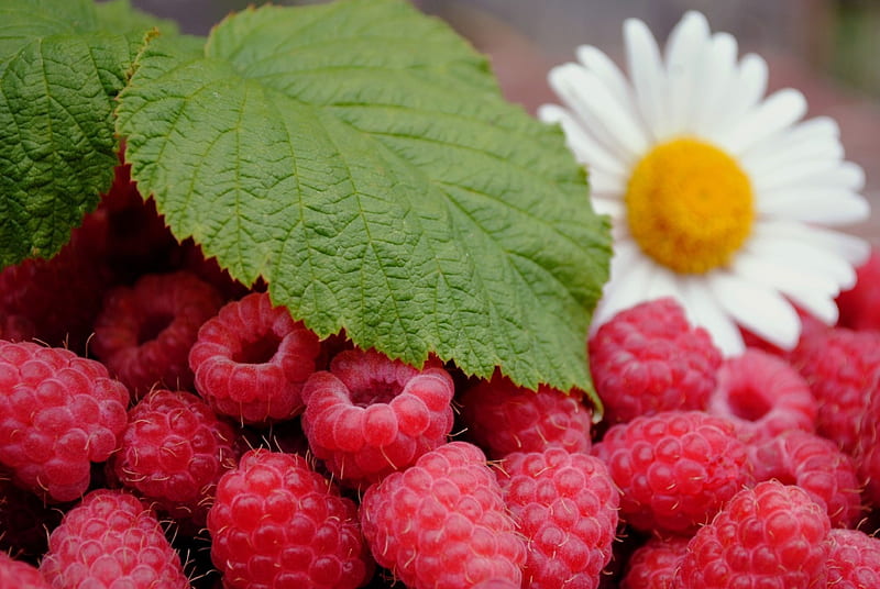 *** Raspberries and Marguerite ***, raspberries, color, nature, white, marguerite, HD wallpaper