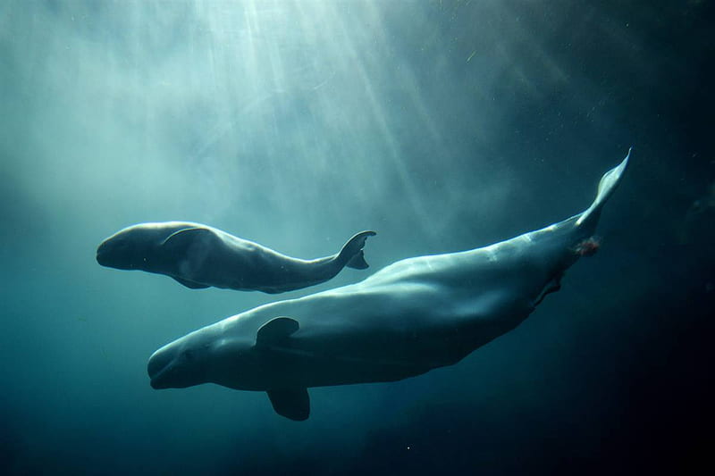 Beluga Whale & Her Calf, whales, calf, beluga, animals, HD wallpaper
