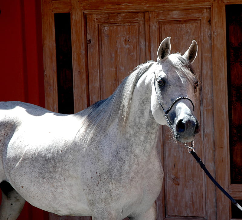 Arabian beauties, halter, lesson horse, gelding, fancy, brownish grey, HD wallpaper