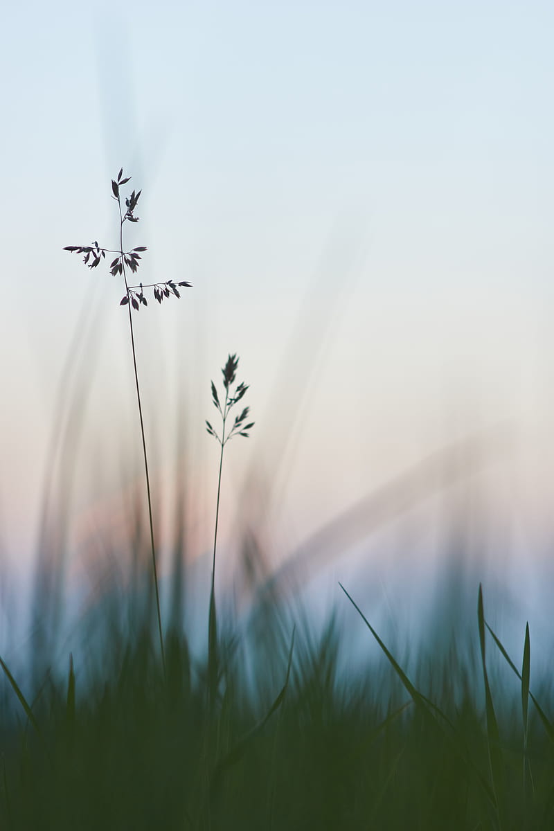grass, macro, closeup, plants, HD phone wallpaper