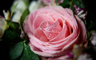 Page 50, HD a rose a rose wallpapers