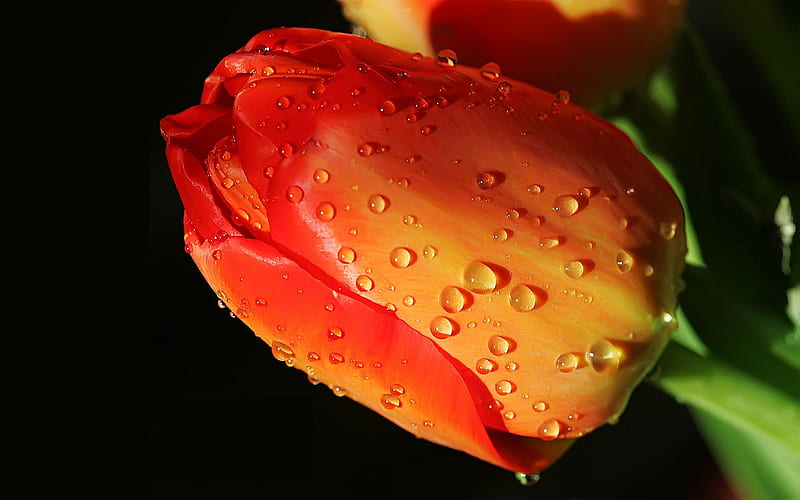 Lovely Tulip, red, orange, bonito, drops, fragrance, nice, flowers, beauty, tulips, tulip, alaranjada, lovely, linda, tulipa, flower, water, water drops, flower, nature, rain, HD wallpaper