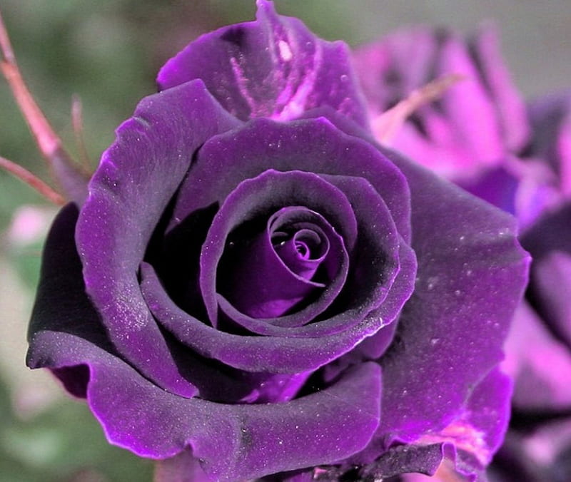 Velvet Rose, flower, nature, purple, rose, HD wallpaper