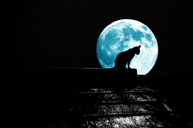 MOON CAT, shadow, moon, cat, fullmoon, HD wallpaper
