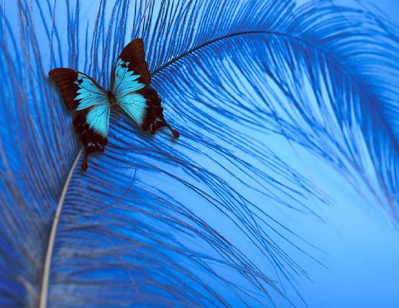 Butterfly, butterflies, blue, HD wallpaper Butterfly, butterflies, blue, HD wallpaper