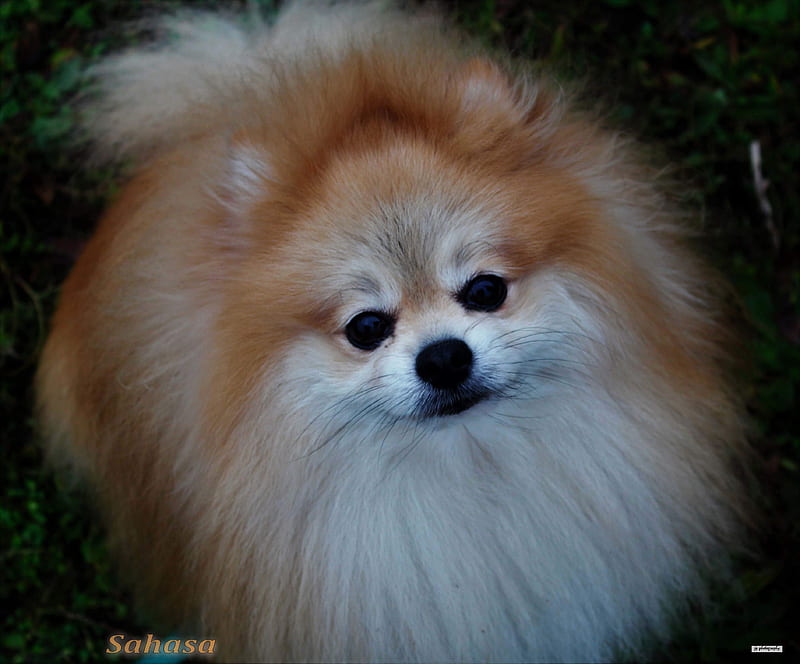 Sasha, dog, cute, pomeranian, pom, tan, white, fluffy, HD wallpaper