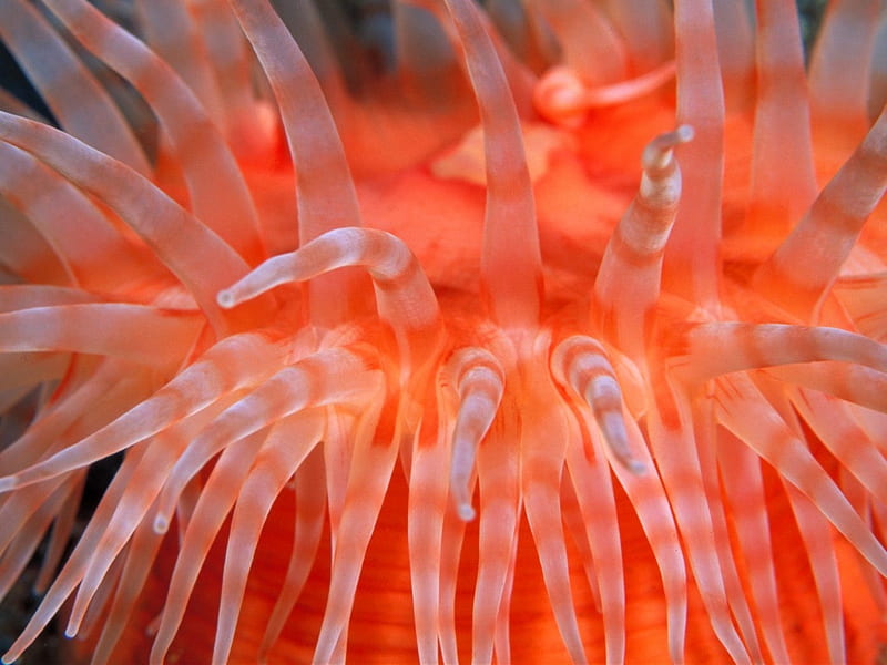 anemone tentacles 3265 1024.jpg, tentacles, orange, sea, anemone, HD wallpaper