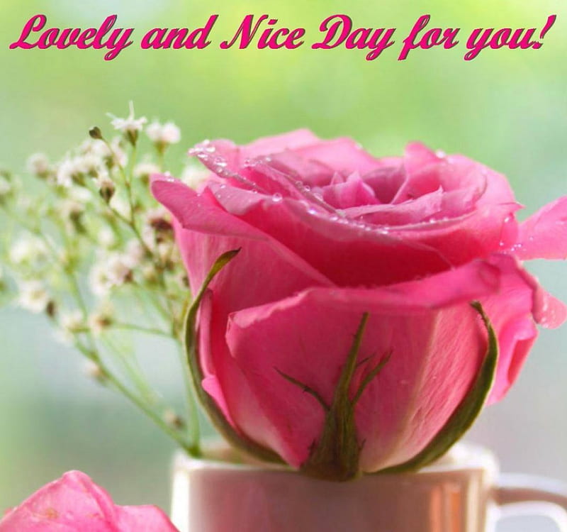 ✿●Nice Day for You●✿, cute, pink rose, lovely, nice day, beauty, HD wallpaper
