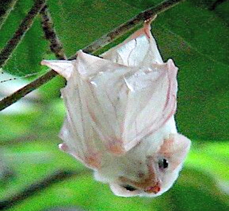 Albino Bat Northern Ghost Bat Animal Diversity, Ghost, Northern, Albino, Bat,  HD wallpaper | Peakpx