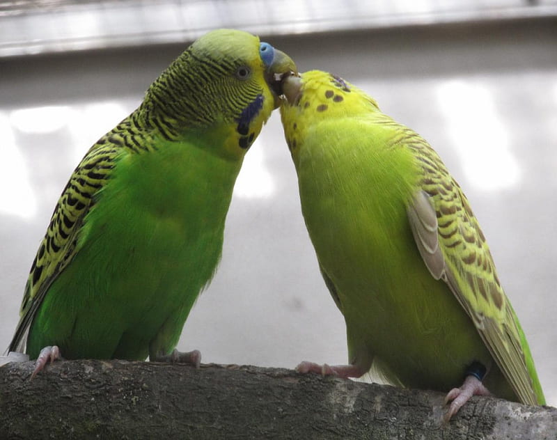 Real Love, romantic, bird, kiss, love, HD wallpaper