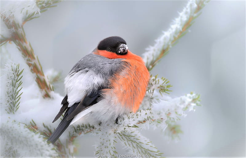 Winter, Birds, Snow, Bird, Branch, Animal, Bullfinch, HD wallpaper
