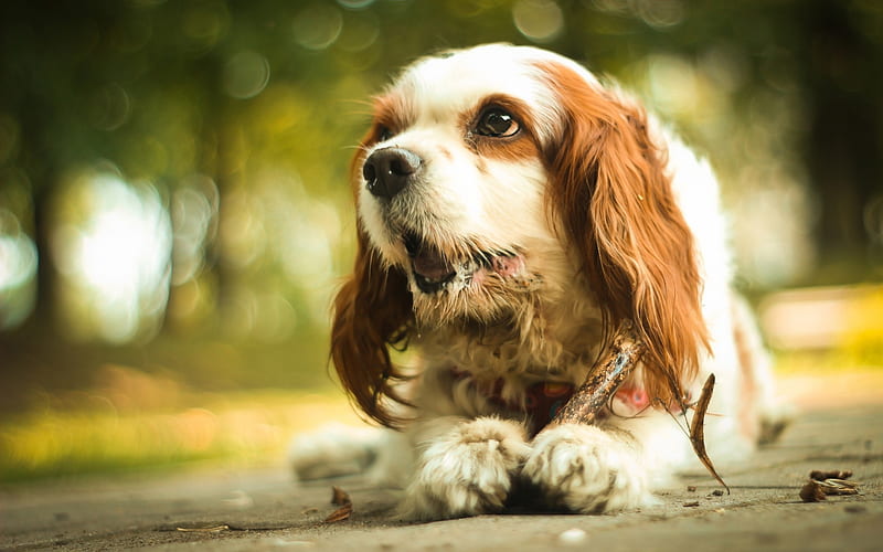 Cavalier King Charles Spaniel, small puppy, cute animals, white brown dog, pets, HD wallpaper
