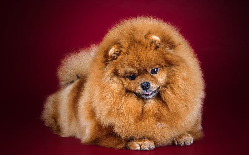 Pomeranian, puppy, little cute dog, fluffy dog, cute animals, dogs, HD wallpaper