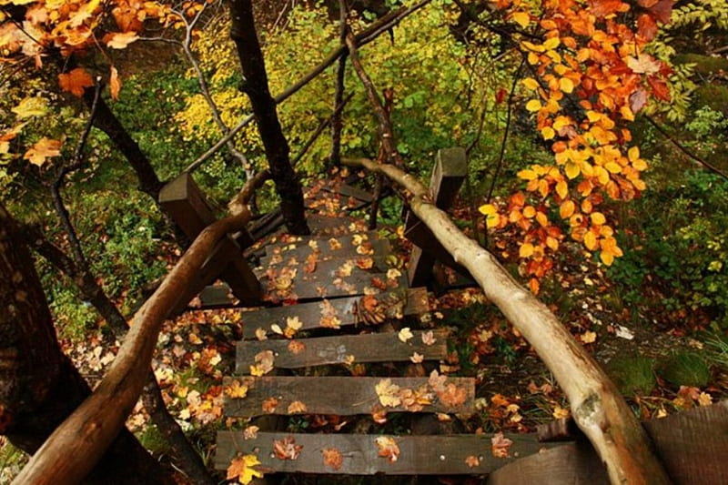 Beautiful Season, forest, fall, autumn, stairs, trees, mountain, leaves ...