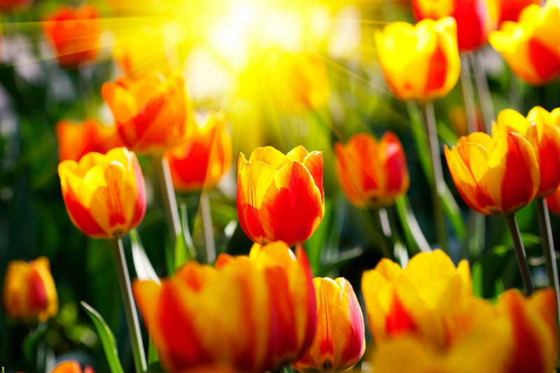 Tulips, red, pretty, colorful, sun, orange, sunny, yellow, bonito, nice, flowers, beauty, sunrise, tulip, light, lovely, sunlight, colors, spring, petal, rays, flower, sunshine, nature, field, HD wallpaper