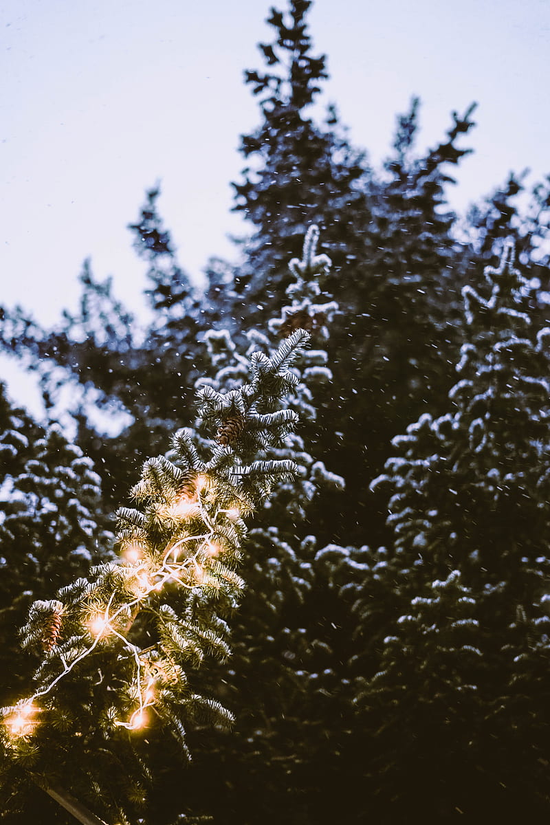 branch, spruce, festoon, snowfall, blurriness, HD phone wallpaper