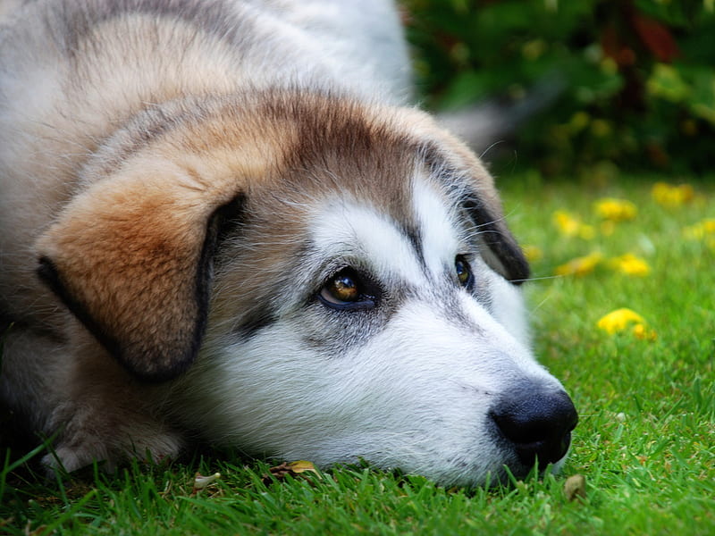 I am pensive..., grass, labrador, puppy, dog, animal, HD wallpaper