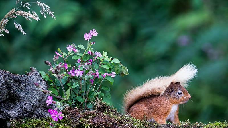 Brown Squirrel Is Sitting Near A Plant With Purple Flowers In Shallow Background Squirrel, HD wallpaper