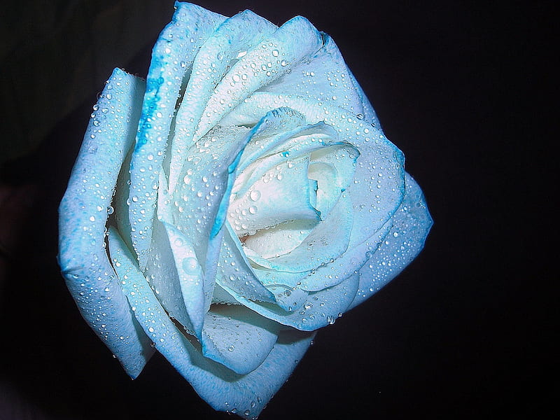 A baby blue rose, Rose, Inspiring, Amazing, Blue, HD wallpaper | Peakpx