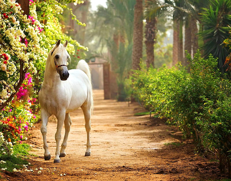 Walking in the garden, bonito, horse, animal, alleys, paradise, summer, flowers, path, garden, walk, white, arabian, HD wallpaper