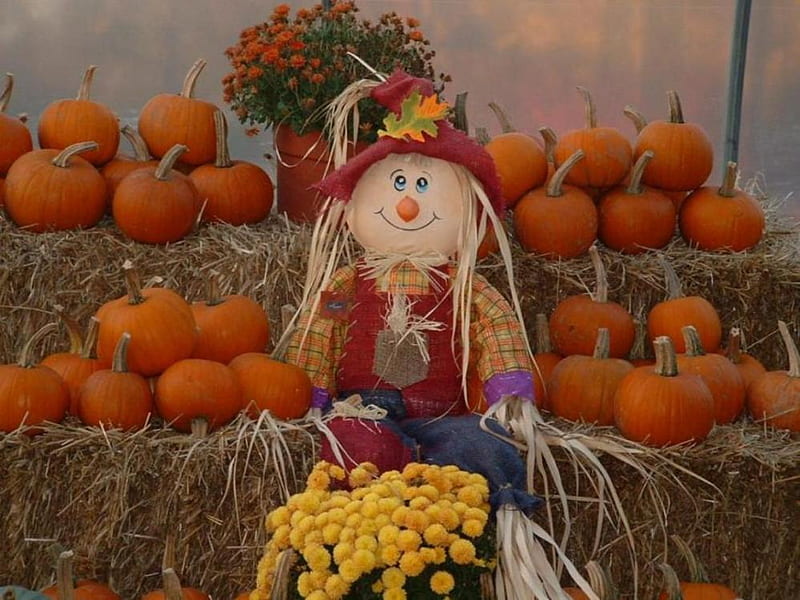 Harvest Time Scarecrow, fall, autumn, harvest, mums, scarecrow, happy, pumpkins, HD wallpaper