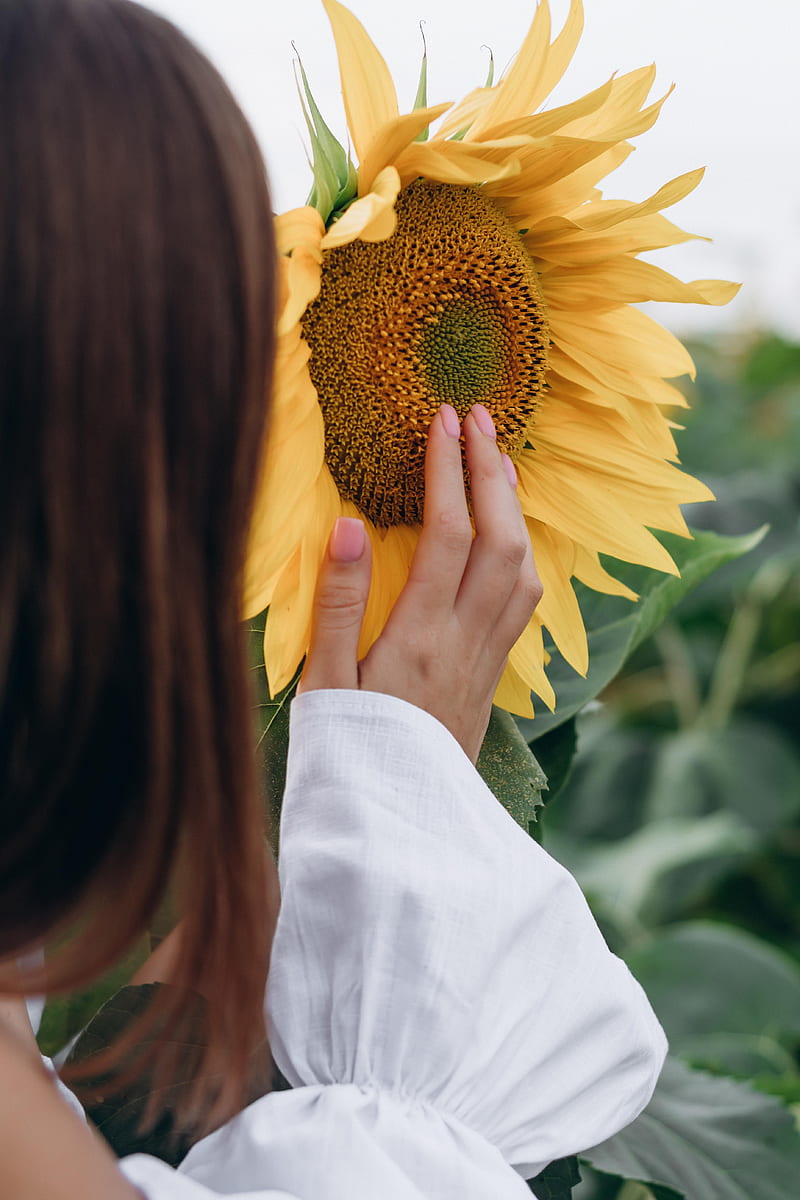 sunflower, hand, flower, girl, HD phone wallpaper