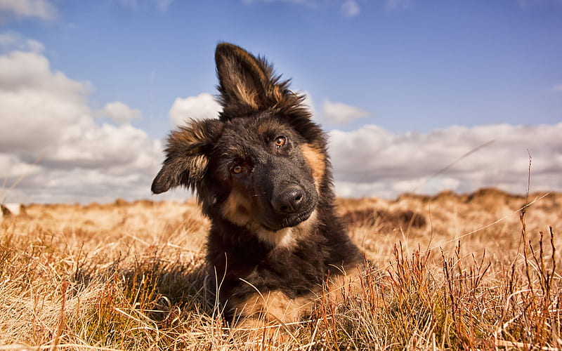 Little German Shepherd, cute puppy, pets, dog on the field, big ears, dogs, HD wallpaper